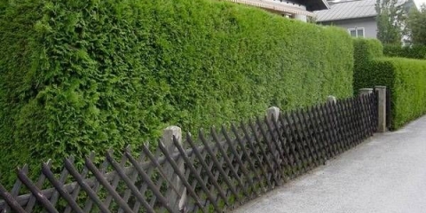 Rezač četkica: sorte i izbor alata