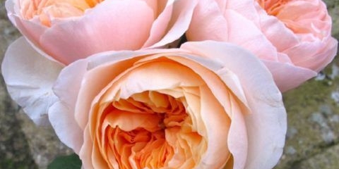 Bush božur ruža david austin juliet (juliet)