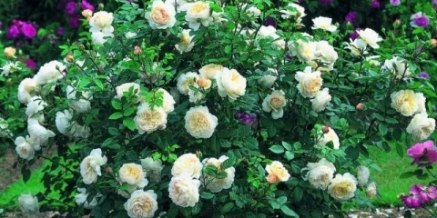 Žbunasta ruža: rezidba za zimu