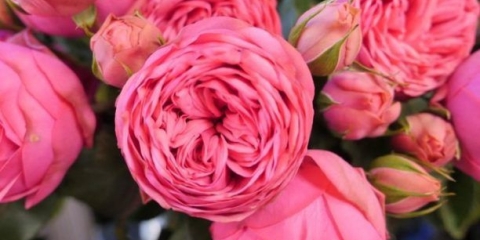 Sorte grmovih ruža ružičasti klavir (ružičasti klavir): opis, sadnja i njega