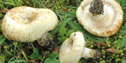 Ukiseljene šampinjone: recepti za zimu, hladni i topli načini kuhanja