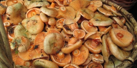 Ukiseljene gljive: recepti za zimu