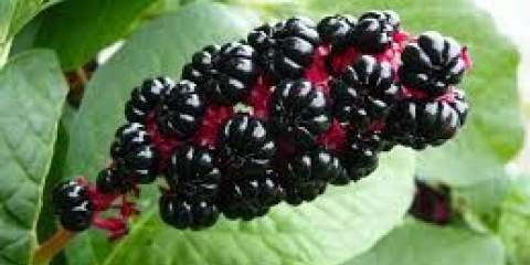 Lakonos američko i koštičavo voće: lekovita i korisna svojstva bobica