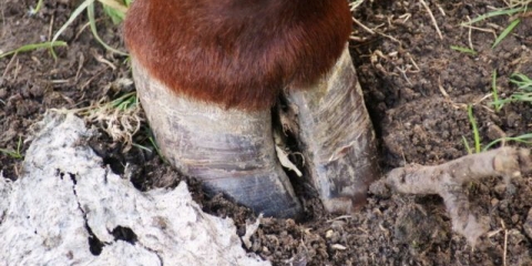 Laminitis kod goveda: uzroci, simptomi i liječenje