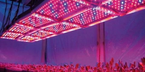 Lampa za sadnice na prozorskoj dasci