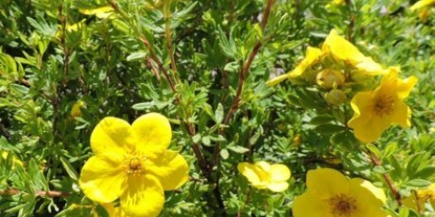 Potentilla grm goldstar (goldstar): sadnja i njega