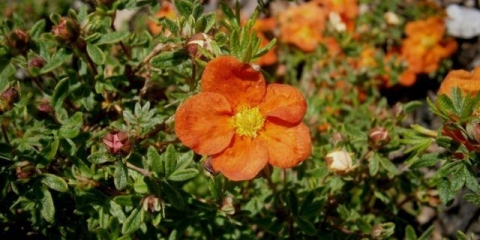 Potentilla grm crveni led: opis, uzgoj, fotografija