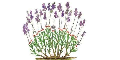 Lavanda angustifolia: fotografija i opis, sorte, recenzije