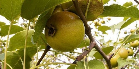 Ljekovita svojstva i karakteristike divlje kruške