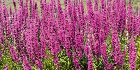 Ljekovita svojstva i kontraindikacije loosestrife
