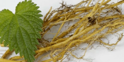 Ljekovita svojstva i kontraindikacije koprive za muškarce