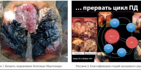 Liječenje bolesti kopita kod krava