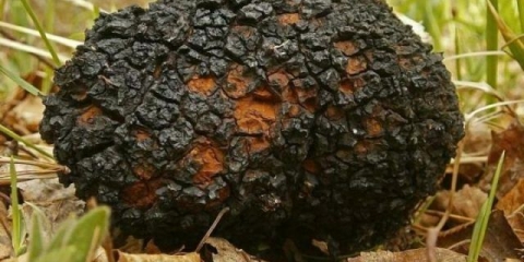 Chaga tretman za onkologiju: recenzije, korisna svojstva, recepti za upotrebu