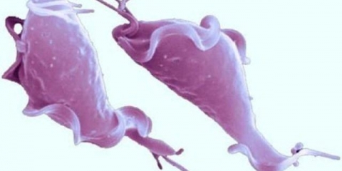 Liječenje i testiranje na trihomonijazu goveda