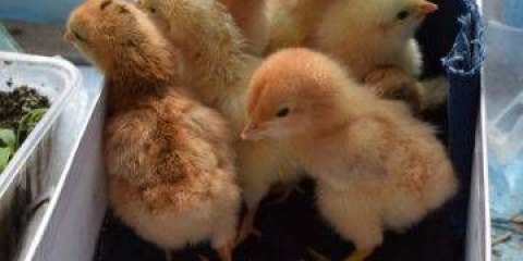 Liječenje krvavog proljeva kod pilića