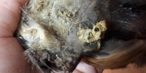 Liječenje dijareje kod pilića