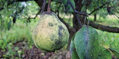 Liječenje gljivica čađi na kruški