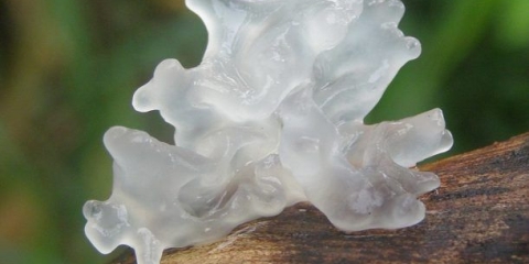 Ledena gljiva (snijeg, srebro): fotografija i opis, recepti za kuhanje