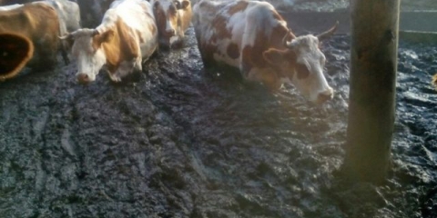 Leukemija kod krava: šta je to, mjere, prevencija