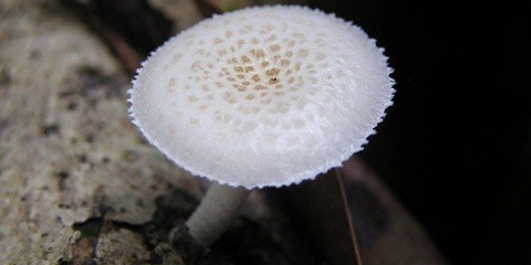 Lepiota brebisson: opis i fotografija