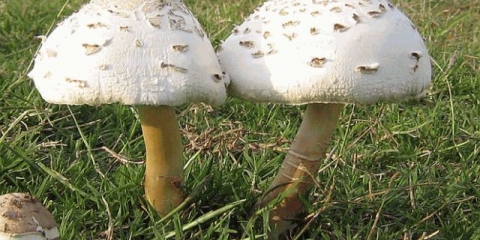 Lepiota morgana (morgan kišobran): opis i fotografija