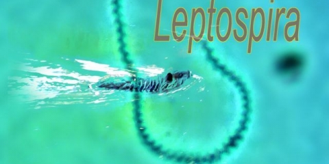 Leptospiroza kod krava: veterinarska pravila, prevencija