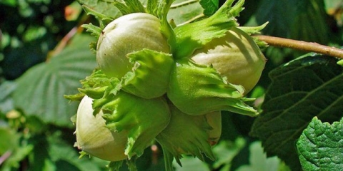 Ljeska (lješnjak): sadnja i njega na otvorenom polju