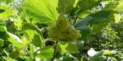 Raznobojni lješnjak: fotografija i opis