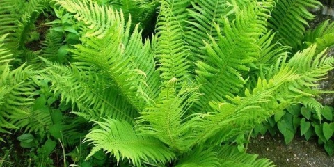 Šumska paprat u vrtu: sadnja i njega