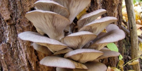 Šumske gljive bukovače: fotografija i opis vrsta