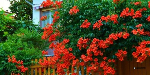 Liana kampsis: fotografija u pejzažnom dizajnu, otpornost na mraz