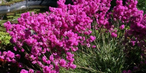 Pjenušava rozeta lychnis: sadnja i njega, fotografija