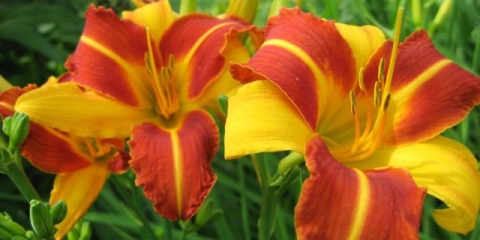 Daylily frans hals: opis i fotografije, recenzije