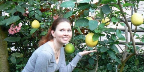 Obljetnica limuna: recenzije + fotografije