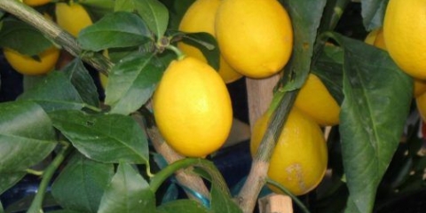 Meyer limun: kućna njega