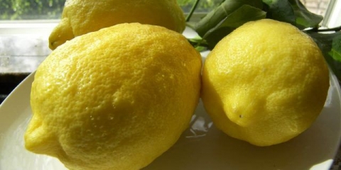 Panderose limun: kućna njega