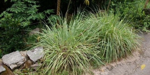 Limunska trava: opis, svojstva, sadnja i njega