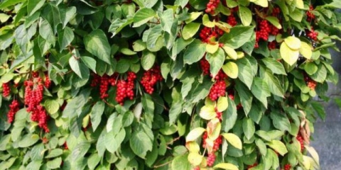 Schisandra chinensis: uzgoj i njega u sibiru, moskovskoj regiji, na uralu