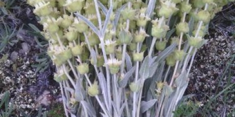 Krimska limunska trava: korisna svojstva i kontraindikacije