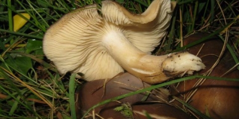 Ljuska lyophyllum: opis i fotografija