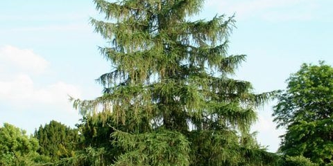 Evropski ariš: puli, bogle, kreychi