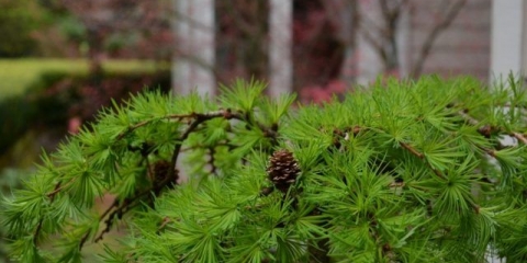 Ariš pendula na deblu