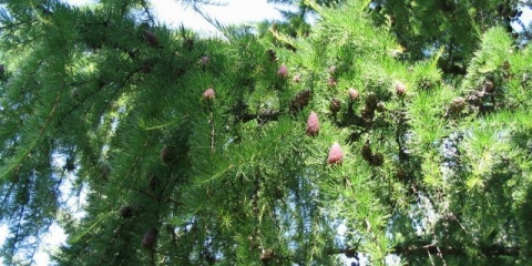 Sibirski ariš: fotografija i opis