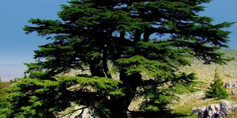 Libanski kedar: fotografija i opis