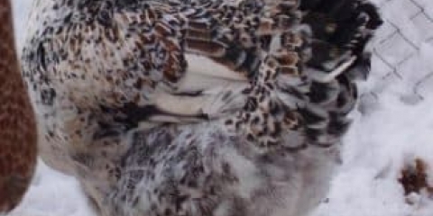 Živa kaliko pasmina pilića - karakteristike i opis