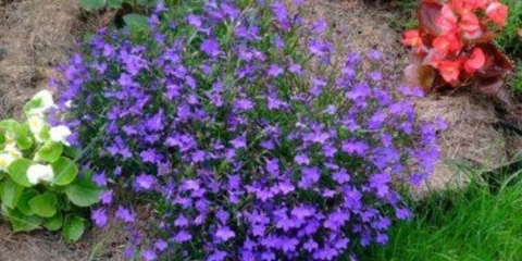 Višegodišnja lobelija: fotografija, sadnja i njega, karakteristike uzgoja iz sjemena