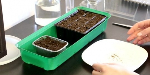 Lobularia marine: sadnja i njega, fotografija