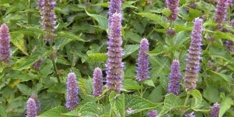 Anis lofant: korisna svojstva i kontraindikacije, uzgoj