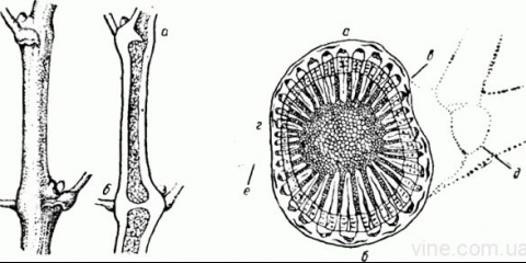 Vinova loza - biljka, kako struktura grma grožđa raste