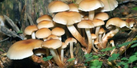 Lažna serolamela saća (serum lamelarni, mak agarik): fotografija i opis kako kuhati